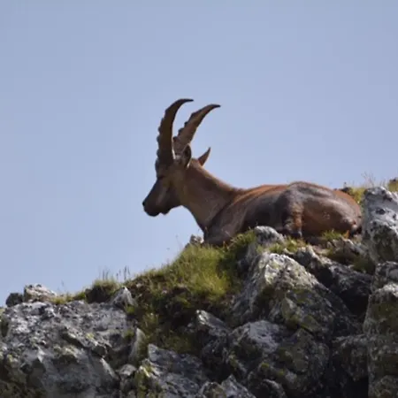 Suite Bamby - Locazione Turistica Limone Piemonte